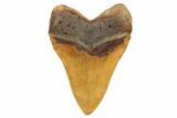 Serrated, Fossil Megalodon Tooth - North Carolina #192467-2